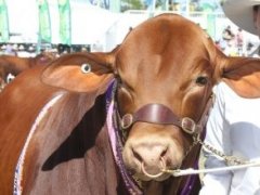 2021澳大利亞牛肉產(chǎn)業(yè)及肉類(lèi)加工展覽會(huì)舉辦時(shí)間Beef Australia