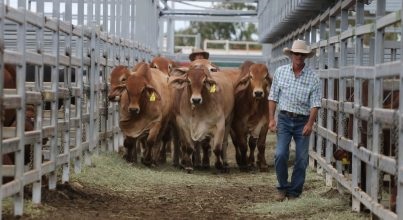 2021澳大利亞牛肉產業及肉類加工展覽會舉辦時間Beef Australia(m.hnhuay.cn)