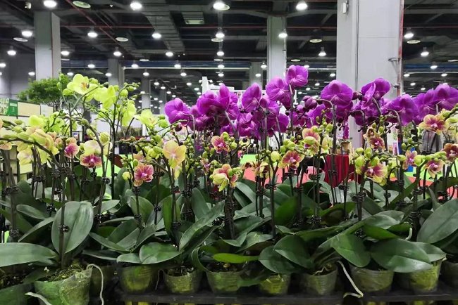 2021廣州花卉展覽會暨花卉種植設備花店用品展將于5月舉辦(m.hnhuay.cn)